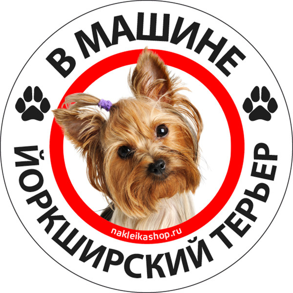 Наклейка Собака в машине / йоркширский терьер - купить по выгодным ...