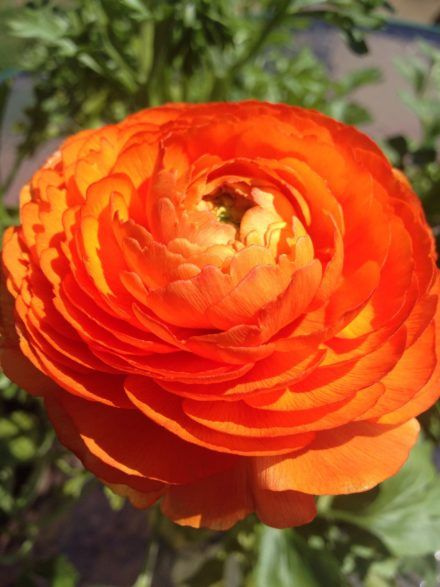 Клубни Лютик (Ранункулюс садовый) садовита купить по выгодной цене в ...