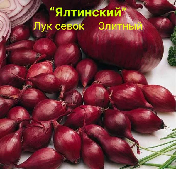 Лук севок на посадку Ялтинский красный 500гр купить на OZON по низкой ...
