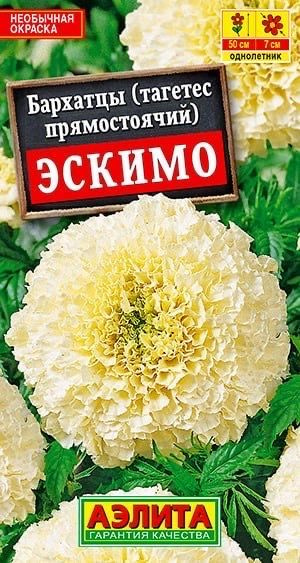 Бархатцы эскимо фото на клумбе