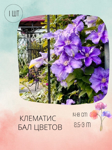 Клематис Бал Цветов Фото И Описание Сорта