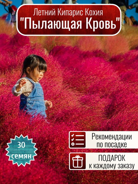 Кохия XSeedS кохия - купить по выгодным ценам в интернет-магазине OZON ...
