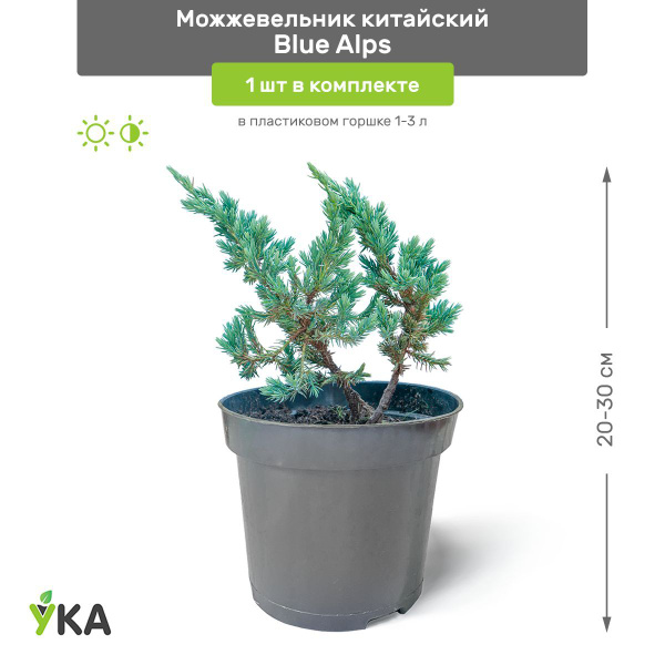 Можжевельник китайский Blue Alps (Блю Альпс) 20-30 см в пластиковом ...