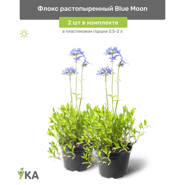 Флокс растопыренный Blue Moon (Блю Мун) в пластиковом горшке 0,5-2 л ...