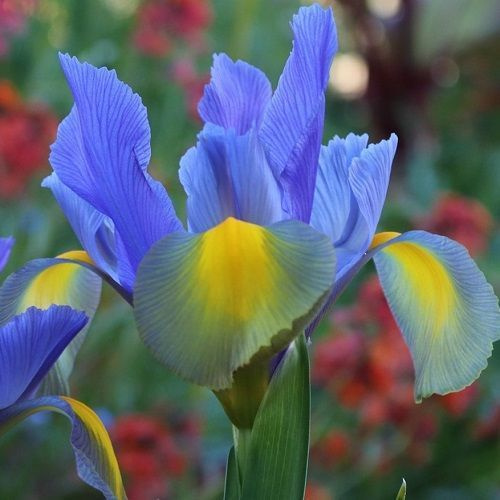 Луковицы Ирисы Цветояр купить по выгодной цене в интернет-магазине OZON ...