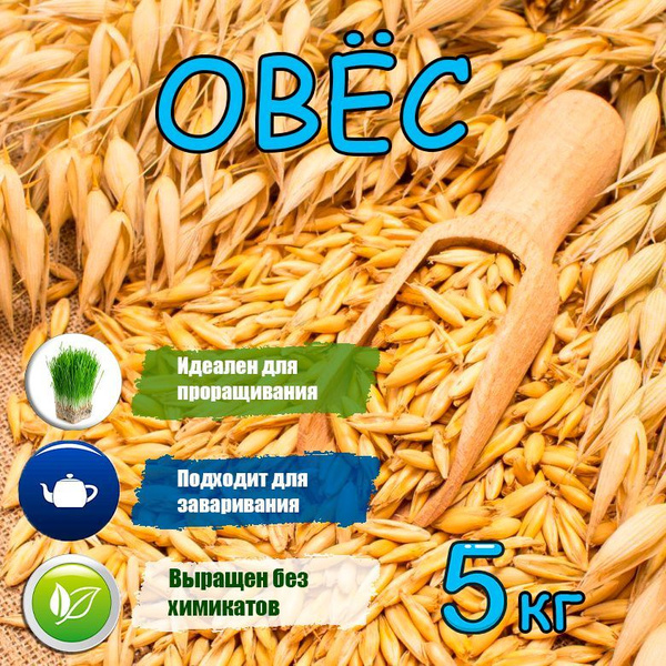 Овес кормовой для животных и птиц / Натуральное зерно овса для ...