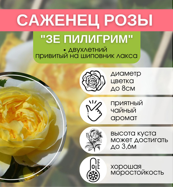 Роза английская Зе Пилигрим - купить с доставкой по выгодным ценам в ...