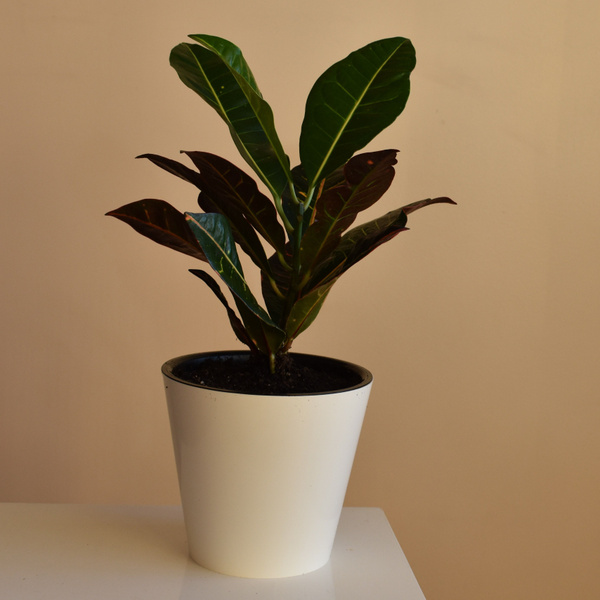 Кодиеум Петра Codiaeum variegatum Petra Кротон Petra Croton Petra, 16 ...