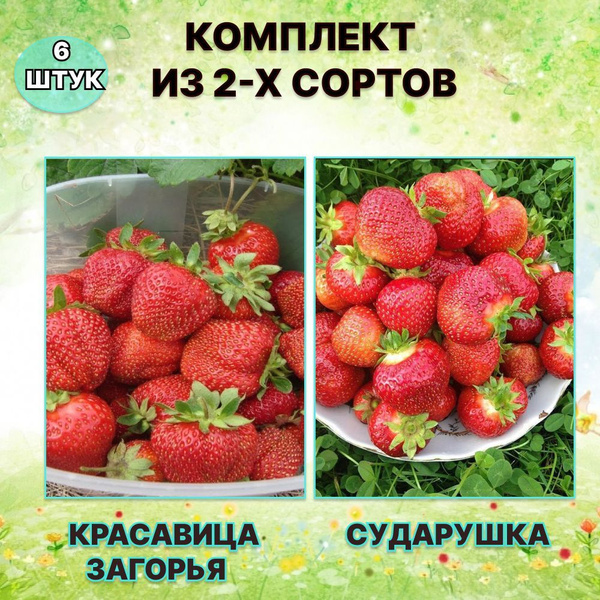 Клубника Шебекинский район красавица-сударушка - купить по выгодным ...