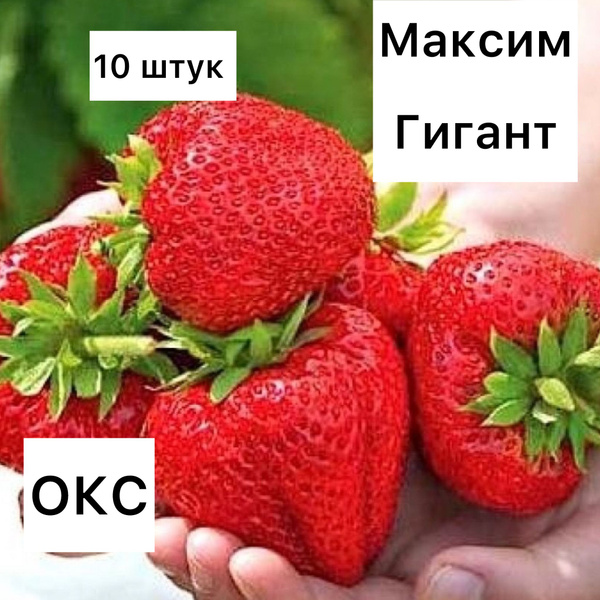 Земляника и клубника Клубника России Клубника - купить по выгодным ...