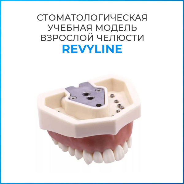 Фантомная модель для препарирования Revyline, взрослая, верхняя челюсть ...