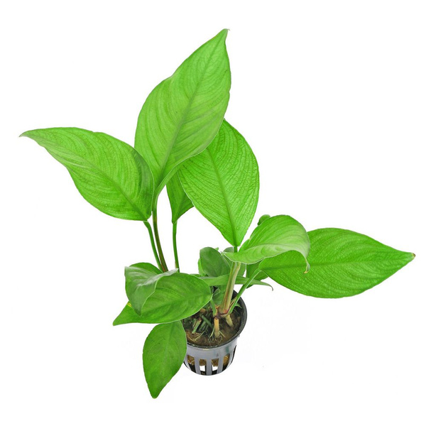 Анубиас разнолистный (1 куст) - Anubias heterophylla. Живое аквариумное ...