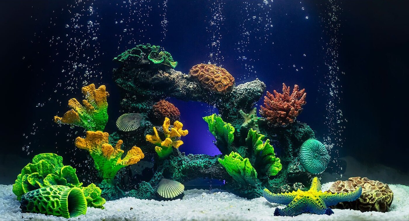 Коралловый риф в аквариуме псевдоморе