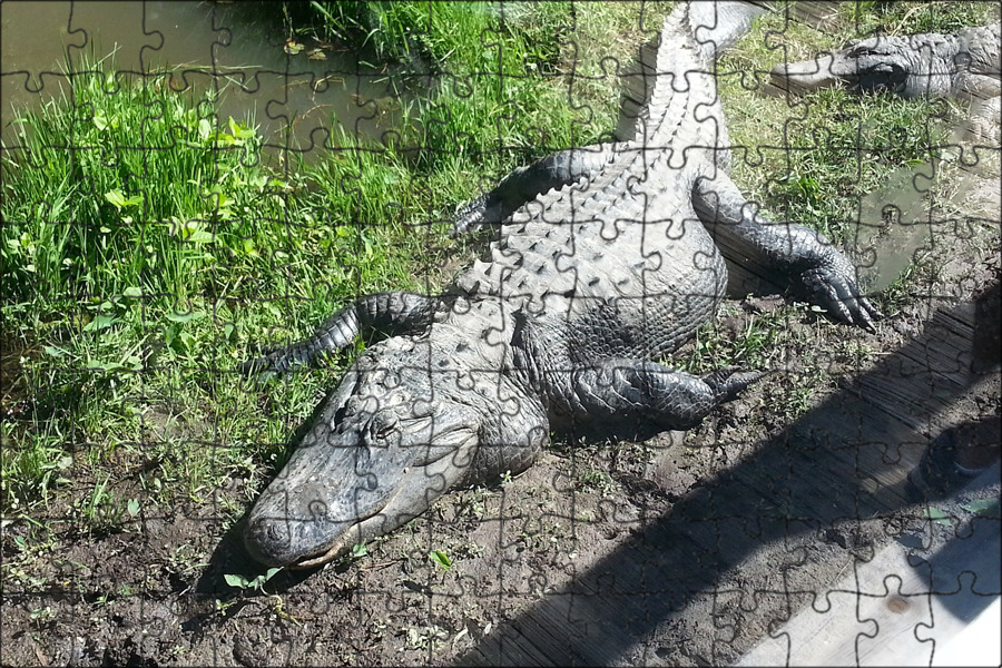 Древние крокодилы. Кракадил. Крокодил фото. Морской гребнистый крокодил. Лимпопо крокодиловая река.