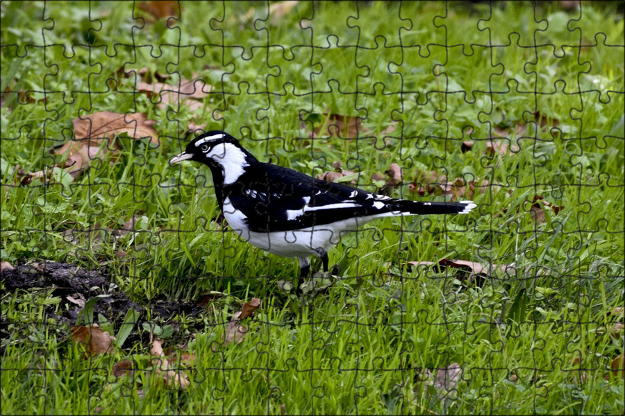 Птица с белым пятном. Шилоклювка птица. Сорока птица. Белая птица с черными крыльями. Птица с белым пятном.