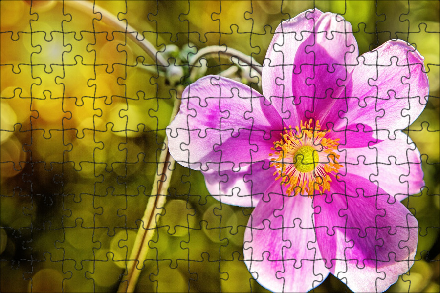 Flower in bloom