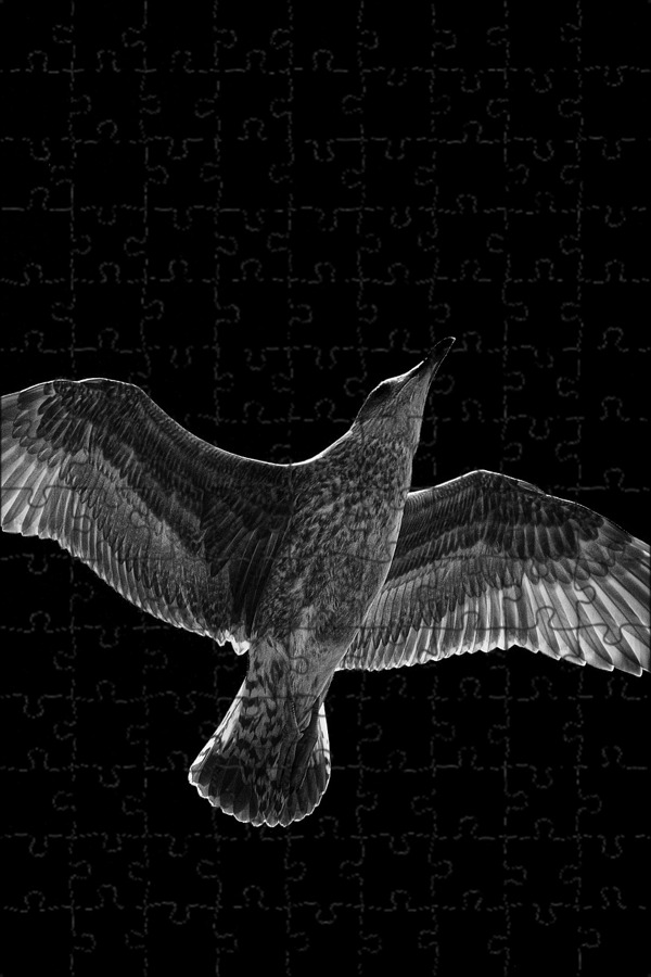 Магнитный пазл 27x18см."Чайка, чернить, белый" на холодильник - купить с доставк