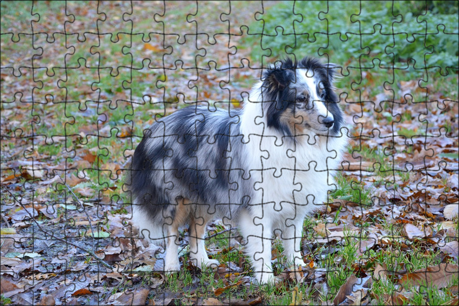 Колли мраморная. Бордер колли голубой мрамор. Колли длинношерстный мраморный. Шелти и колли мраморная. Бордер колли голубой мрамор.