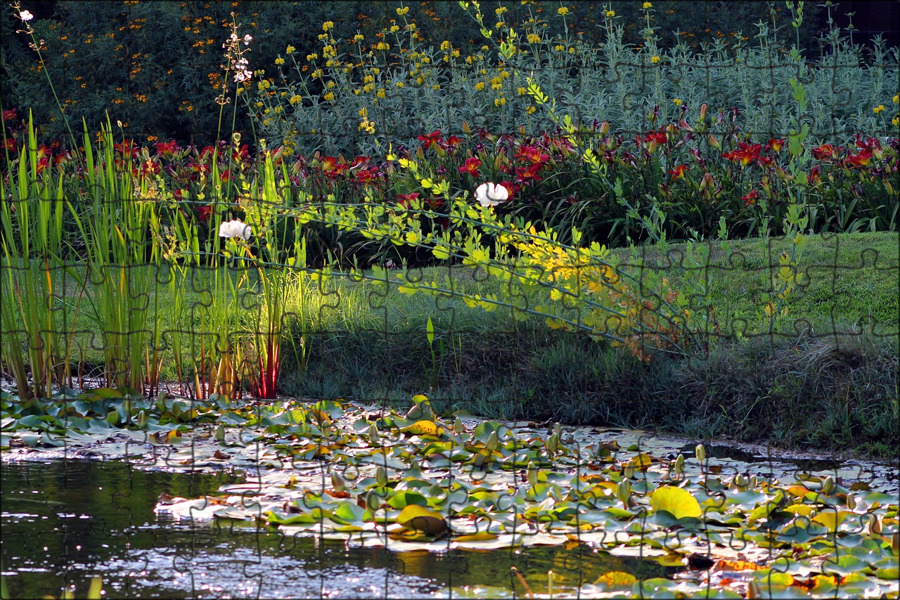 Вода цветет в реке. Как цветет пруд. Нимфея озерная. Пруд с кувшинками. Пруд зацвел.