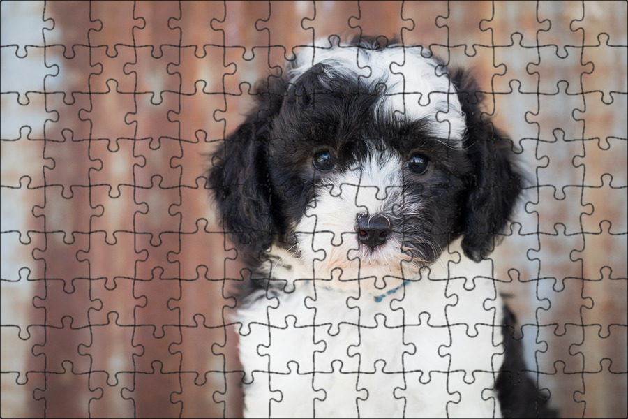 Sheepadoodle Dog Breed Health and Care