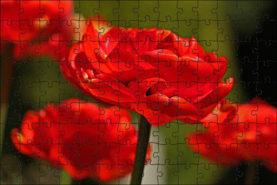 Is not a rose is a tulip
