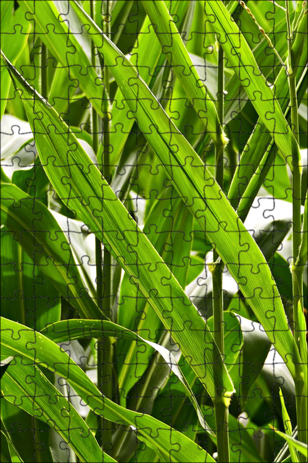 Кукурузные листья купить. Стебель кукурузы. Лист кукурузы. Кукурузные листья. Кукуруза в листочках.