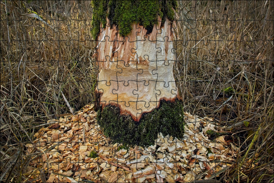 Бобры в осеннем лесу. Кто грызет деревья. Обглоданное дерево бобрами. Бобр обыкновенный погрызы. Поваленные деревья бобрами.