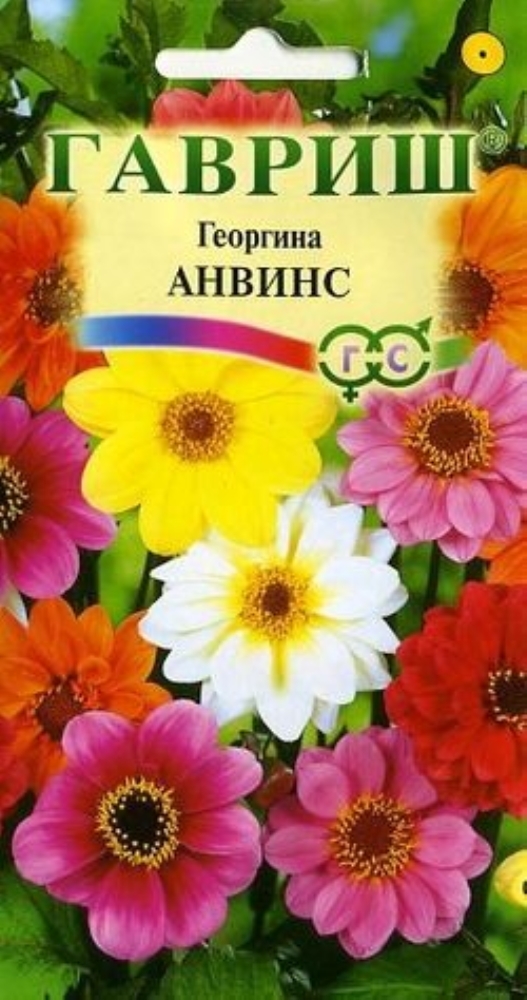 Георгина Анвинс