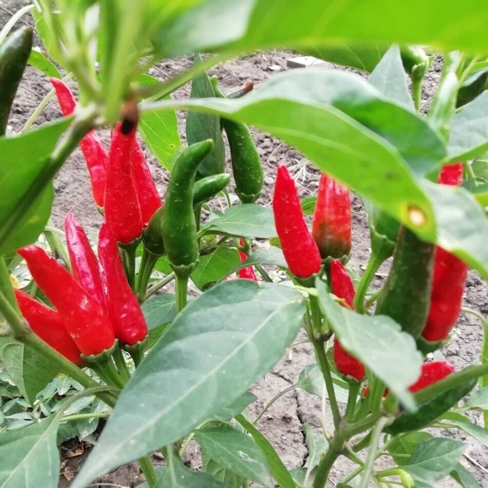 Перец орешек острый. Острый перец purira 5 шт. Habanero giant red. Перец орешек острый. Перец жгучий орехи.