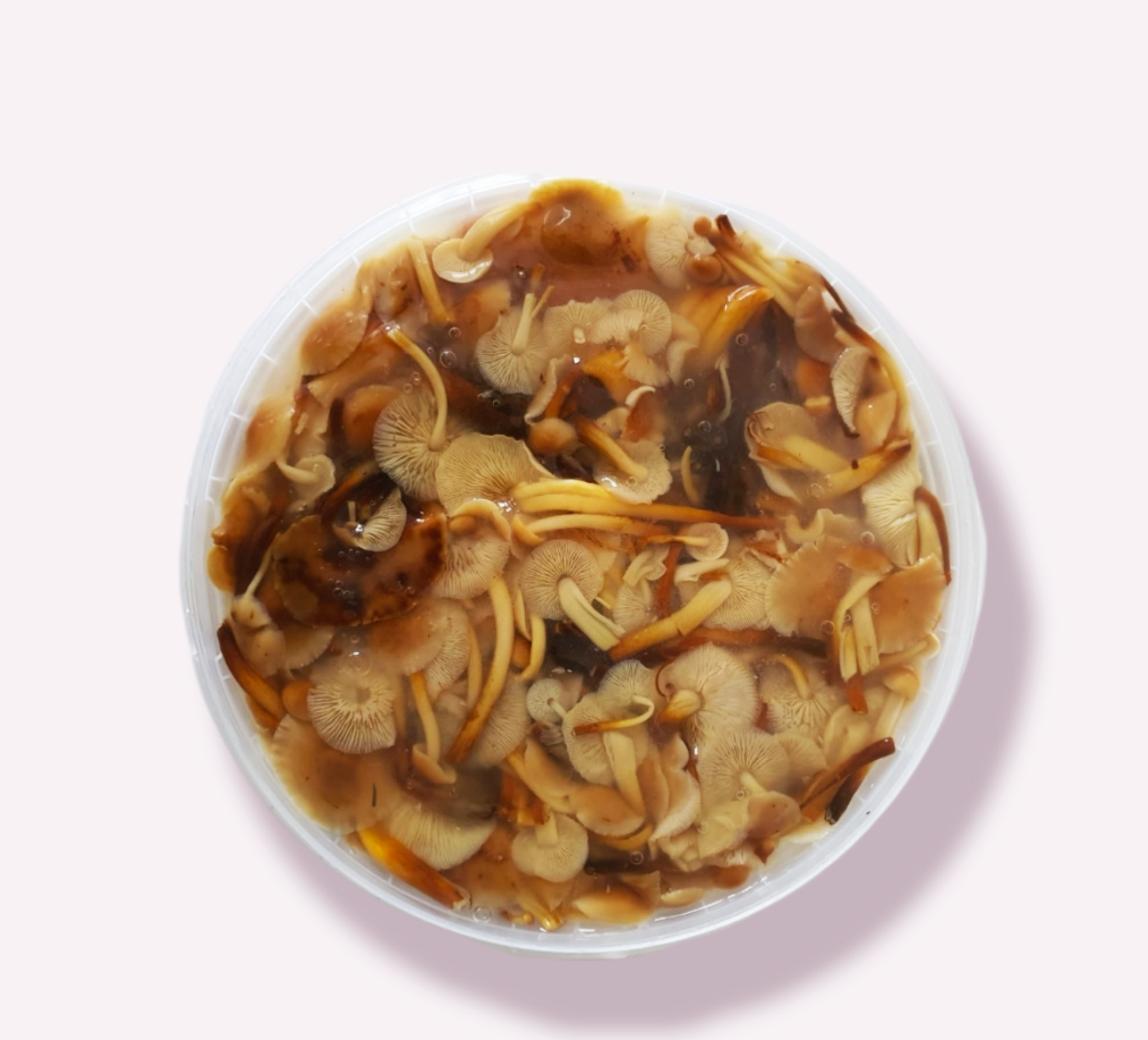 Грибы маринованные опята. Закусочные культивируемые. 3кг — купить в ...