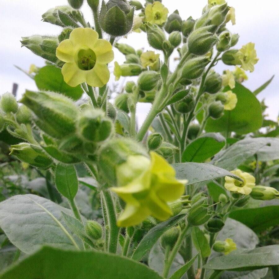 Растение Nicotiana tabacum