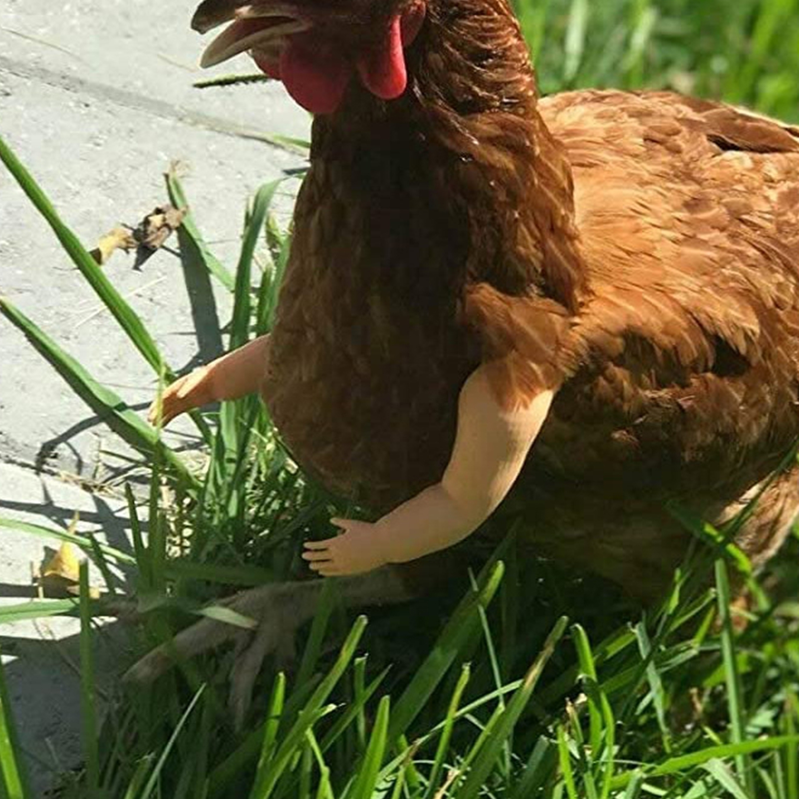 Курица качок