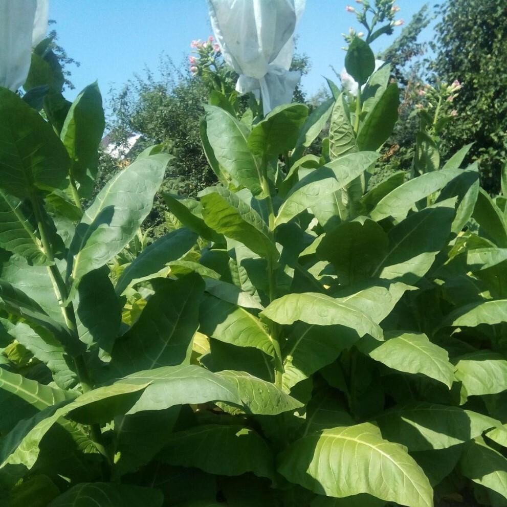 Сорт табака Nicotiana