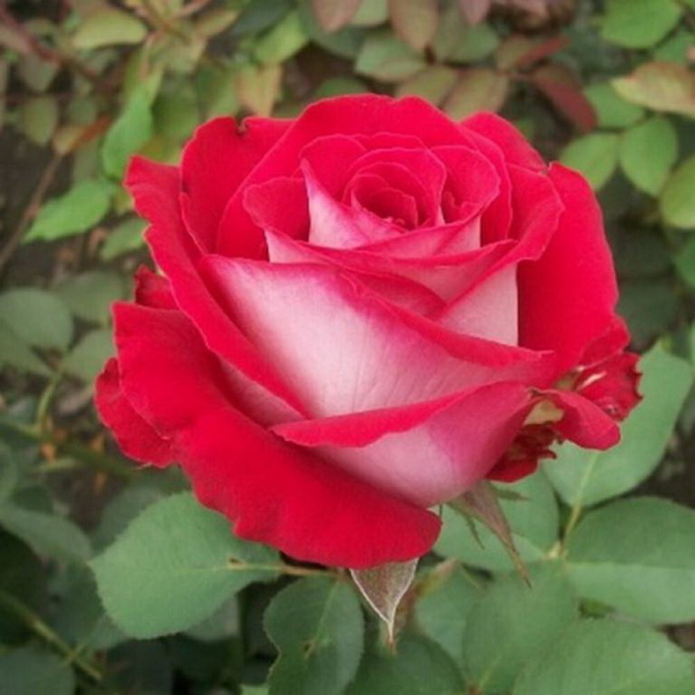роза осирия фото