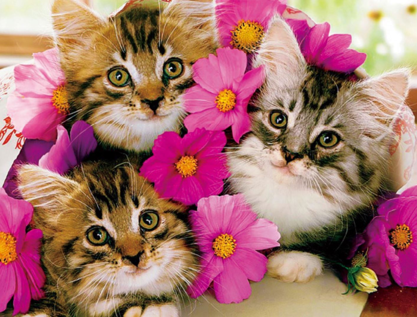 Три милых котика