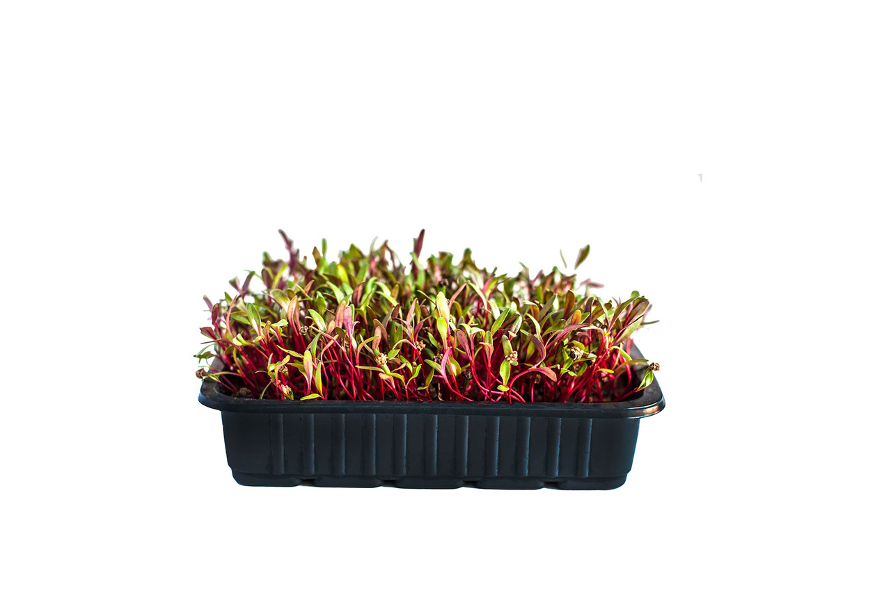 Капуста кольраби микрозелень. Микрозелень редис красный. Амарант микрозелень. Амарант микрозелень. Красная микрозелень.