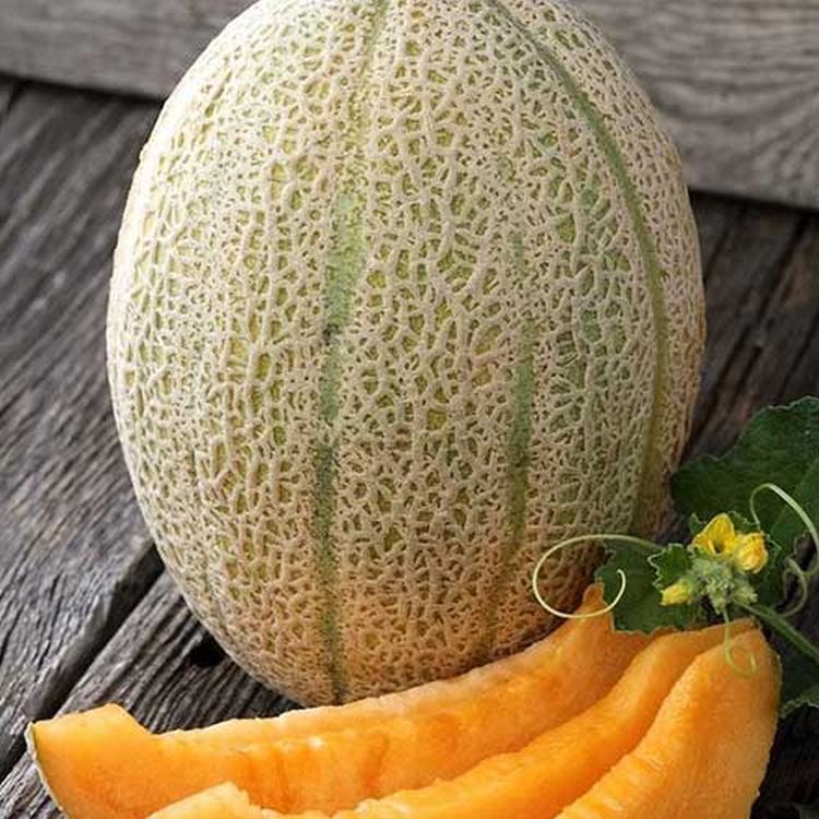 сорт дыни медовая. дыня ребристая сорт эфиопка. дыня касаба. дыня дольче вита. имя дыня.