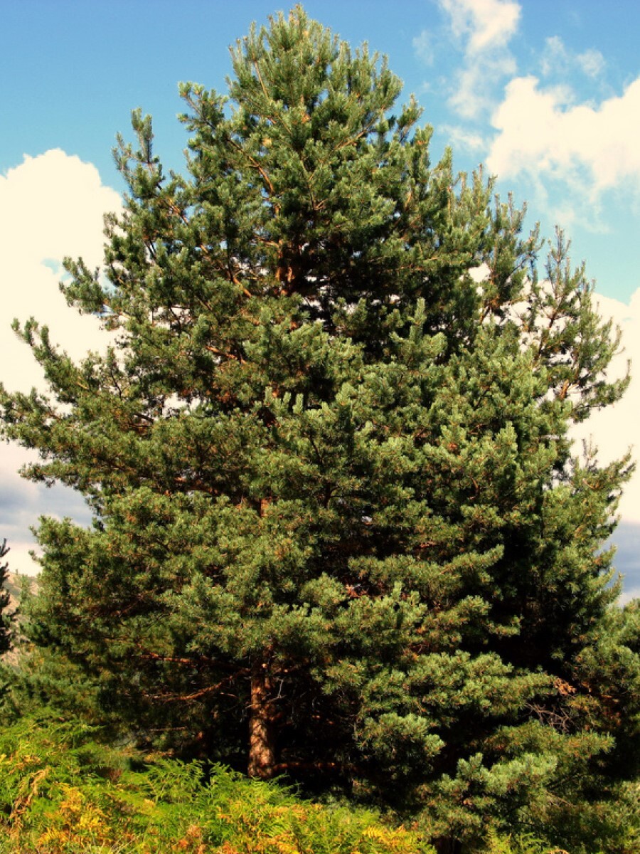 Семена Сосна обыкновенная (Pinus sylvestris), 55 штук