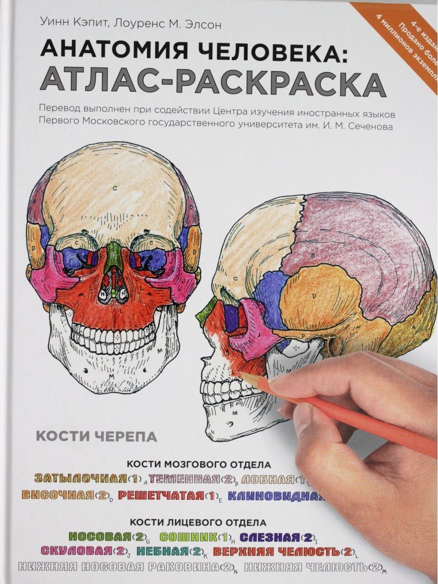 Неврология атлас раскраска с рисунками неттера