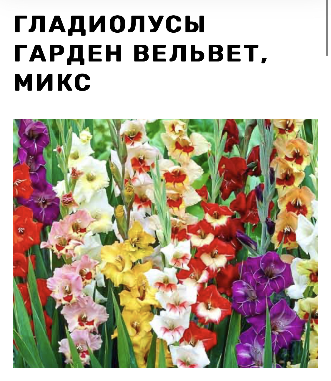 Гладиолусы Купить Луковицы Интернет Магазин
