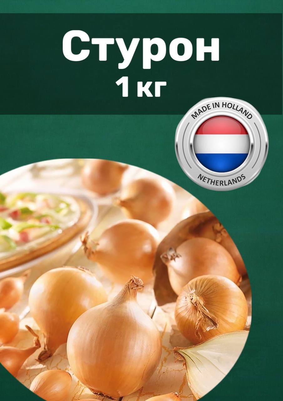 Лук Стурон Описание Сорта Фото Отзывы Цена