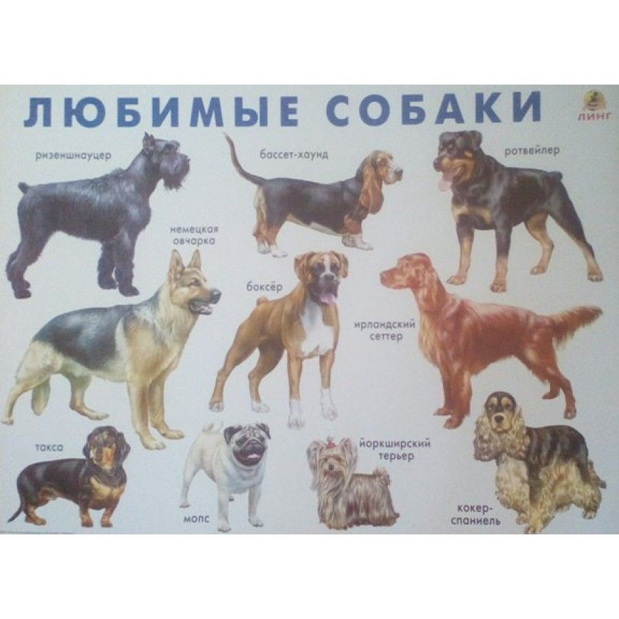 Плакаты с собаками
