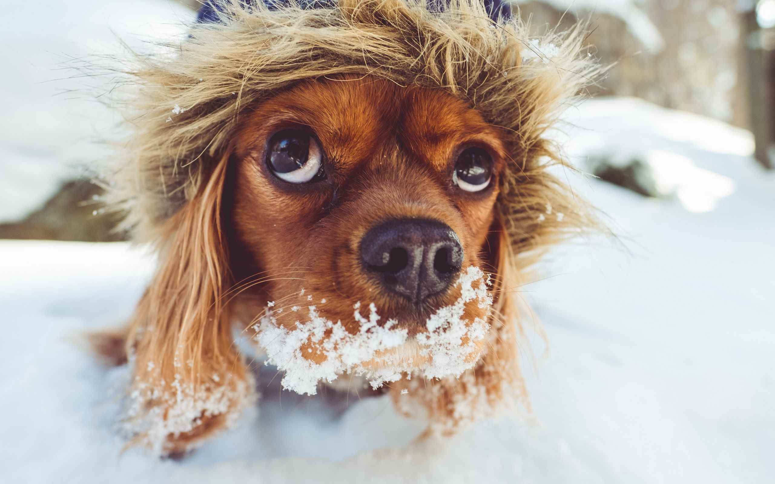 Веселая собака зимой