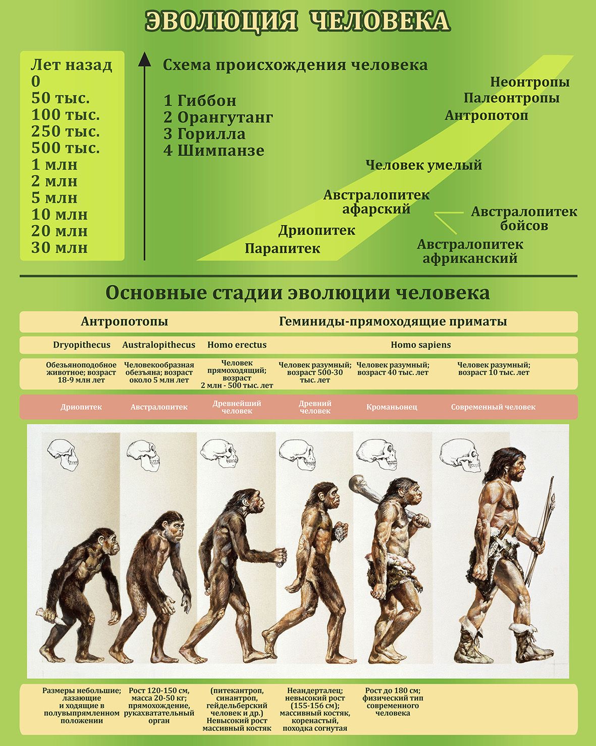 Карта эволюции человека