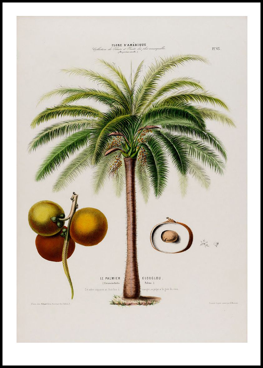 Дикие пальмы книга. Картина на кухню Пальма. Плакат пальмы. Пальма вид сверху рисунок. Лепка Африка и пальмы.