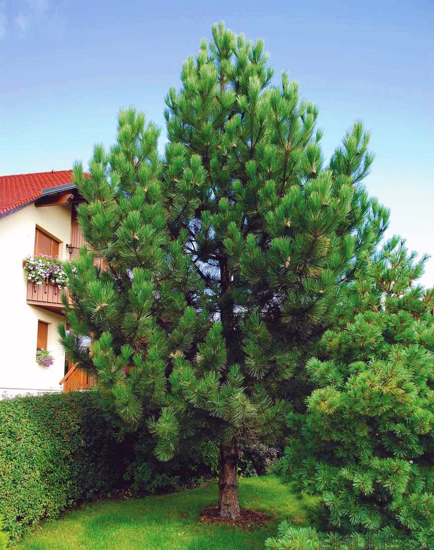 Сосна черная (Pinus nigra)