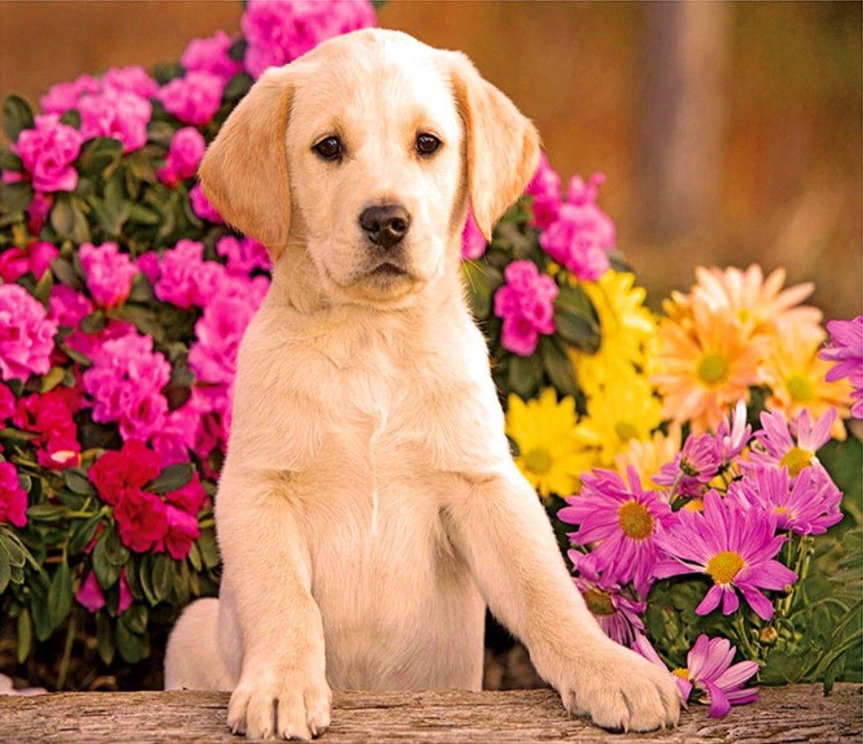 Картинки лабрадор щенок с цветами