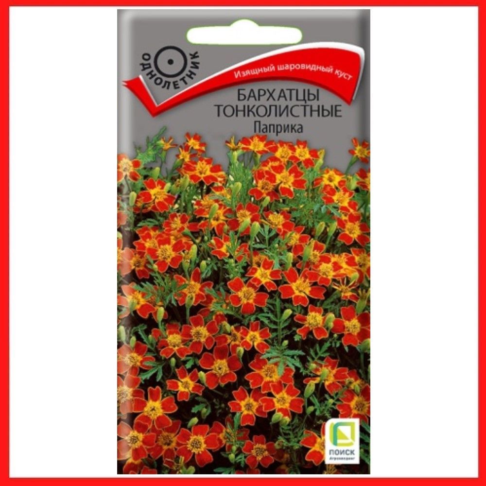 Бархатцы Синие Купить Семена