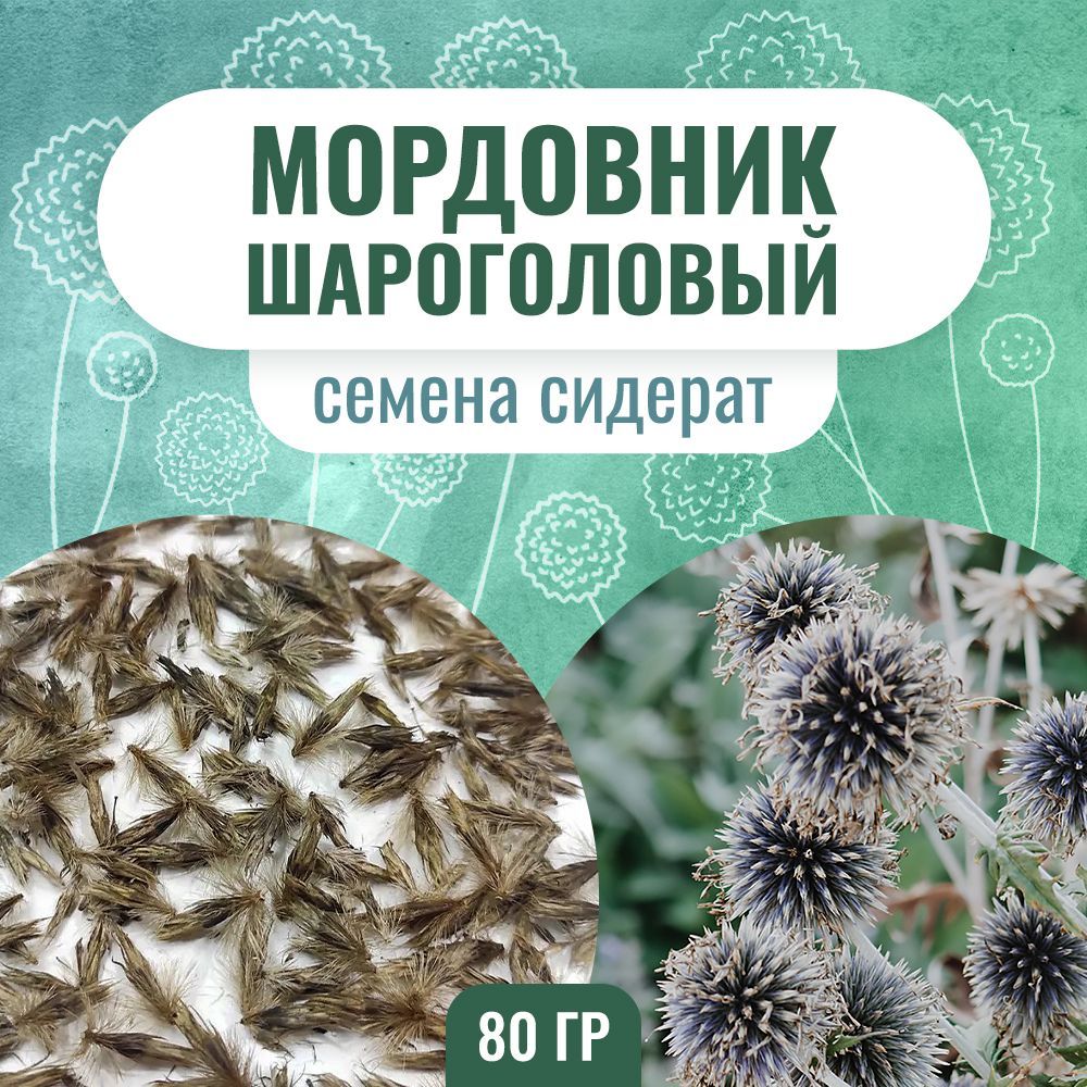 Мордовник Шароголовый Медонос Купить Семена