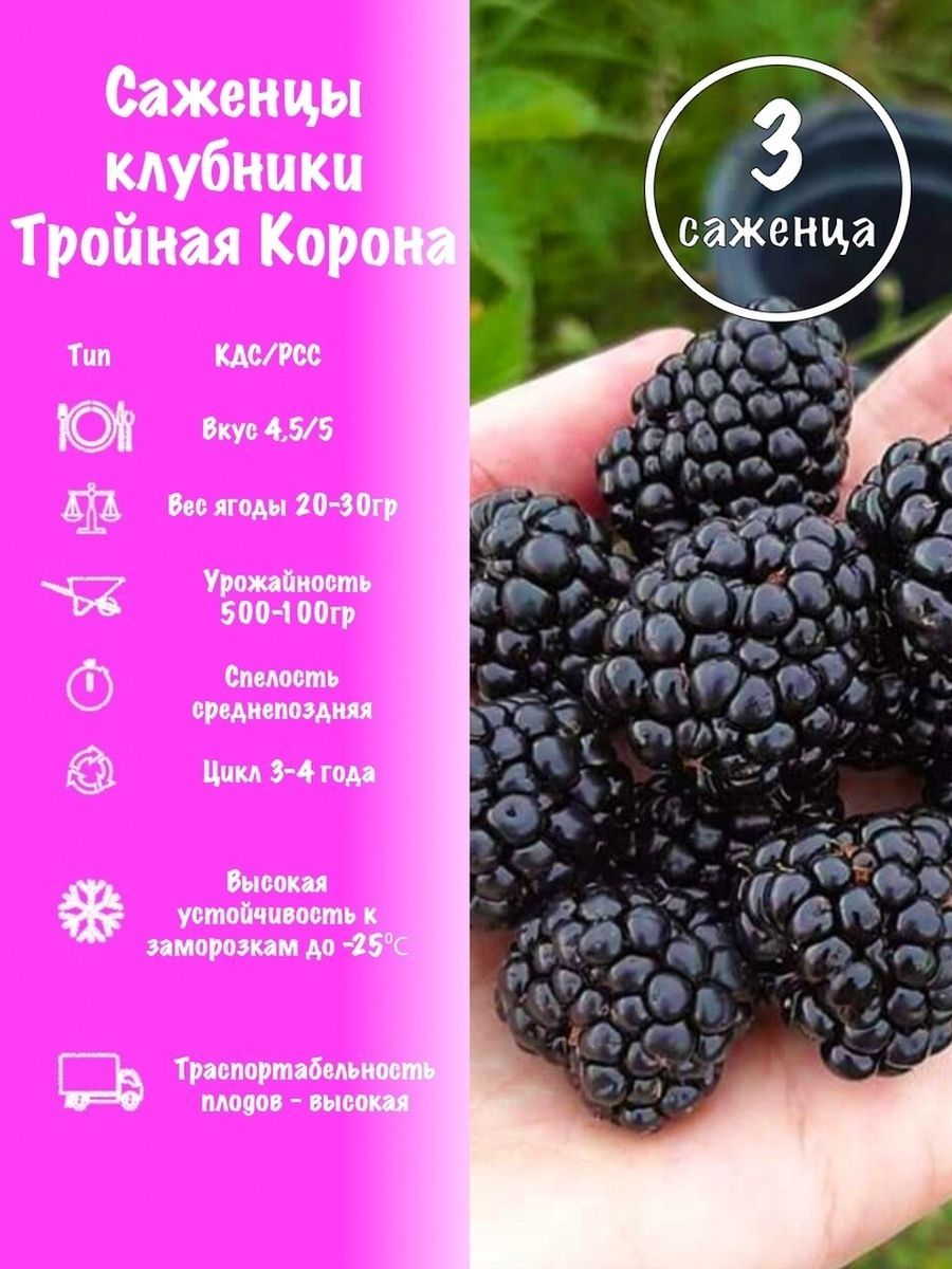 Ежевика тройная корона описание сорта фото отзывы. Ежевика тройная корона описание сорта. Ежевика тройная корона купить.